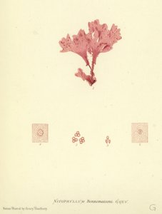British Sea-Weed by English School